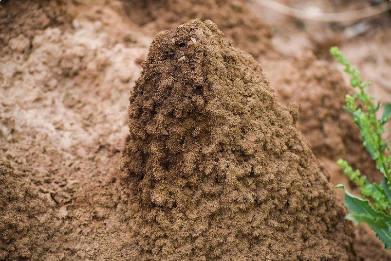 RIICO Industrial Unit Pest & Termite Protection: A Facility Manager's Guide
